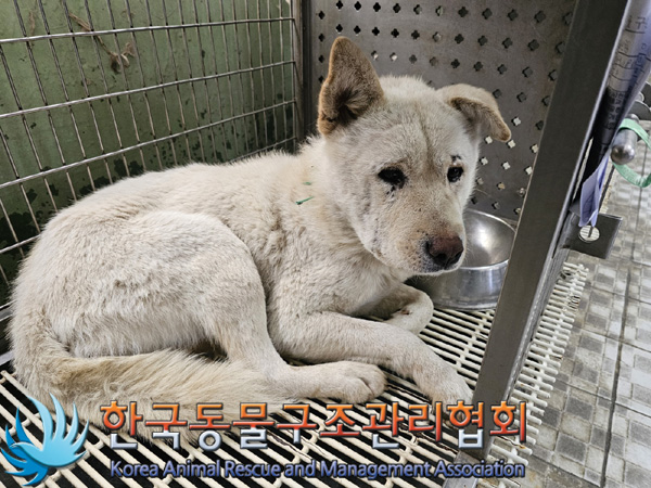 한국동물구조관리협회_441409202402027